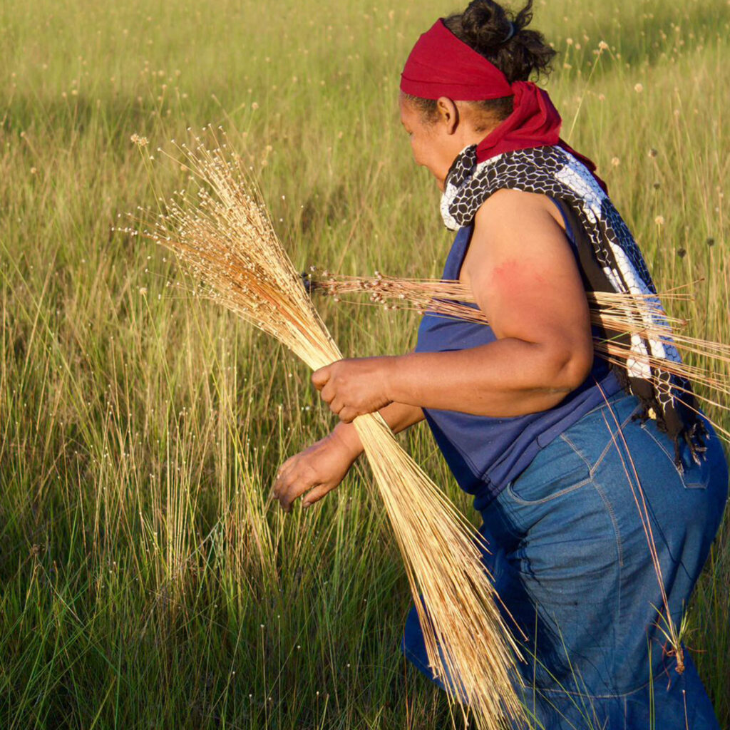 Coleta tradicional de matéria-prima brasileira